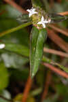 Woodland false buttonweed